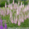 Veronica longifolia First Choice