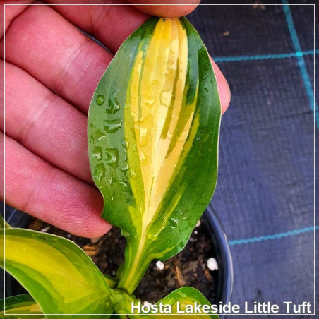 Hosta Lakeside Little Tuft