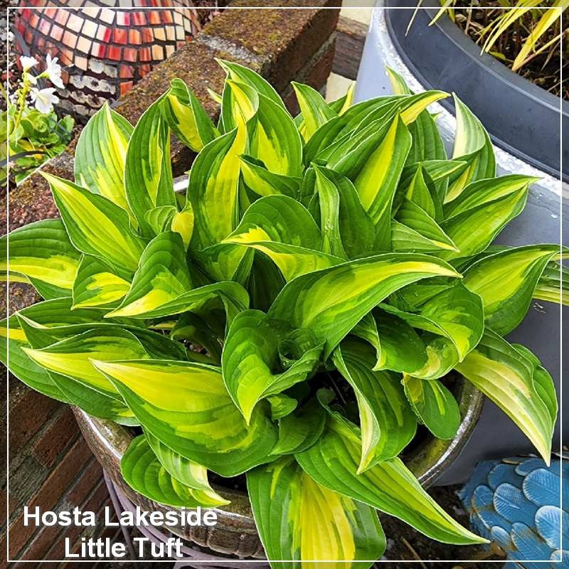 Hosta Lakeside Little Tuft