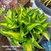 Hosta Lakeside Little Tuft