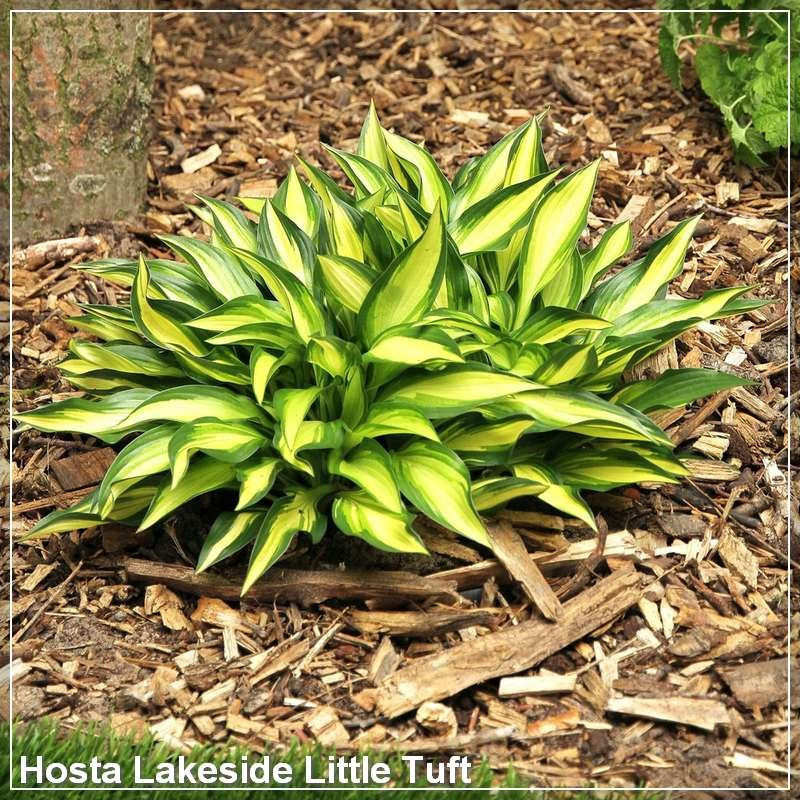 Hosta Lakeside Little Tuft