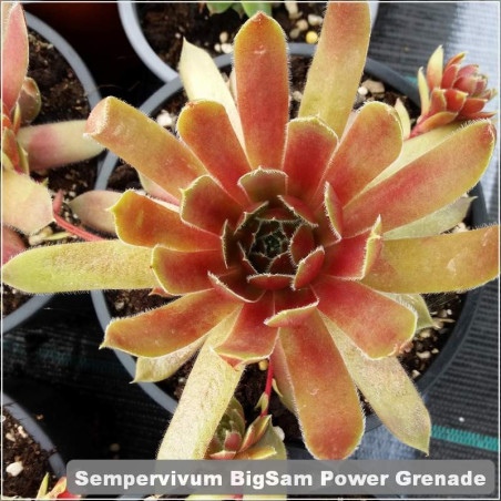 Sempervivum BigSam Power Grenade
