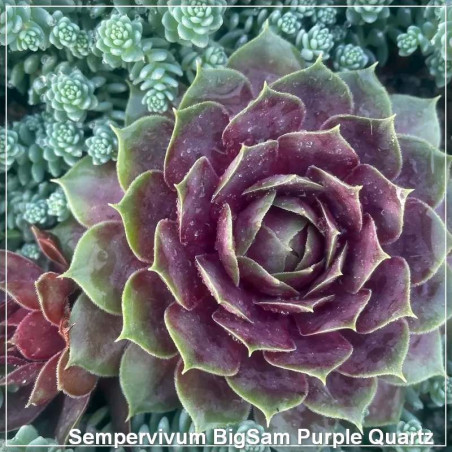 Sempervivum BigSam Purple Quartz