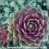 Sempervivum BigSam Purple Quartz