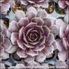Sempervivum BigSam Purple Quartz