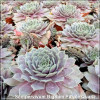 Sempervivum BigSam Purple Quartz