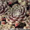 Sempervivum Rosa Madchen