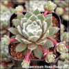 Sempervivum Rosa Madchen