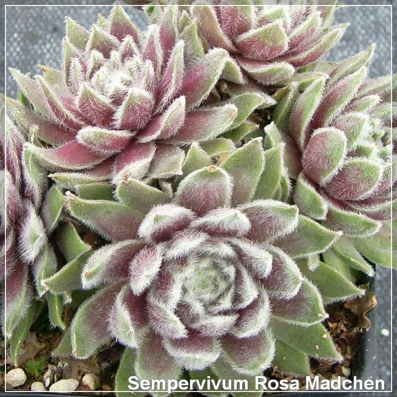 Sempervivum Rosa Madchen