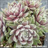 Sempervivum Rosa Madchen