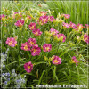 Hemerocallis Entrapment