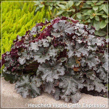 Heuchera World Caffe Espresso