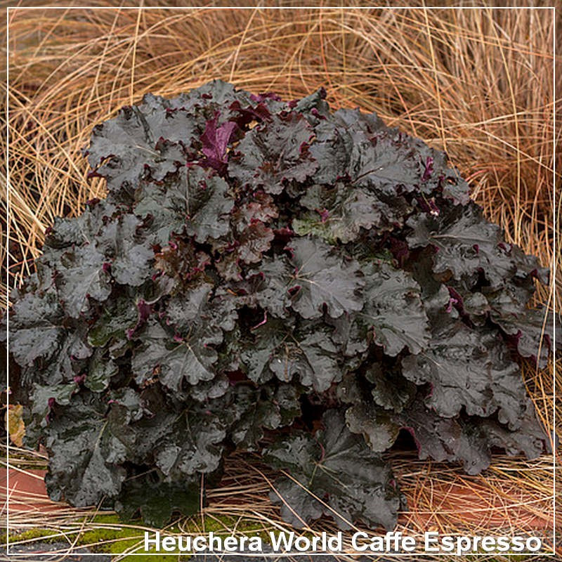 Heuchera World Caffe Espresso