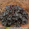 Heuchera World Caffe Espresso