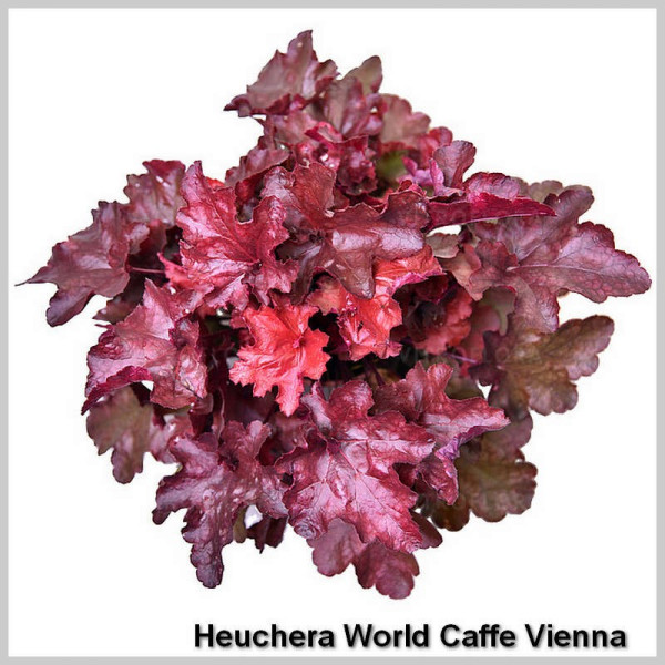 Heuchera World Caffe Vienna