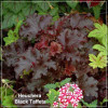 Heuchera Black Taffeta