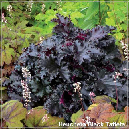 Heuchera Black Taffeta