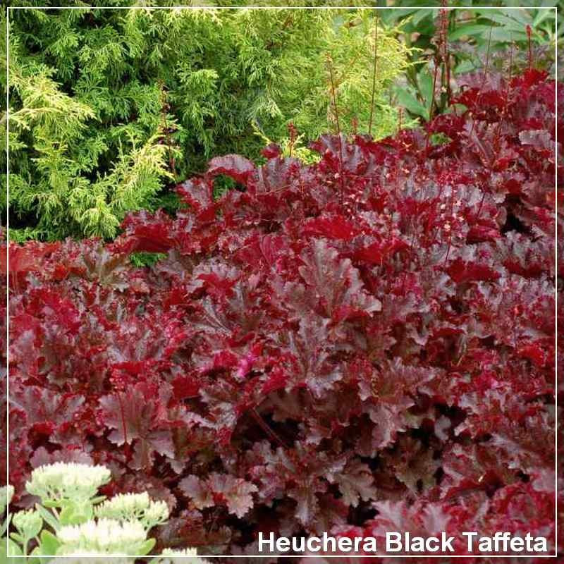 Heuchera Black Taffeta