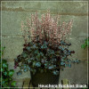 Heuchera Rockies Black
