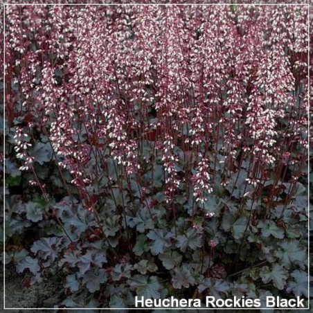 Heuchera Rockies Black