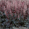 Heuchera Rockies Black