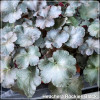 Heuchera Rockies Black