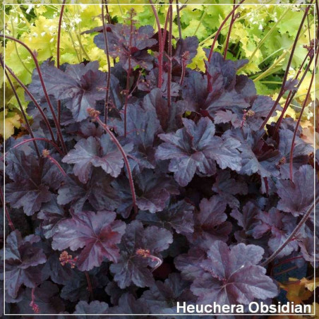 Heuchera Obsidian