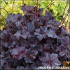 Heuchera Obsidian