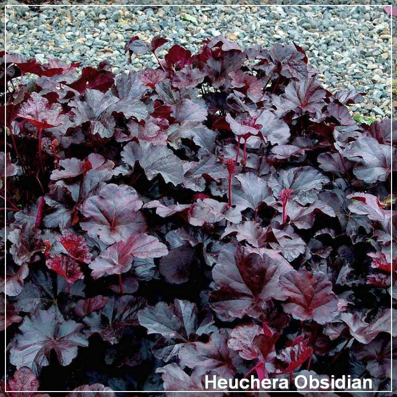 Heuchera Obsidian