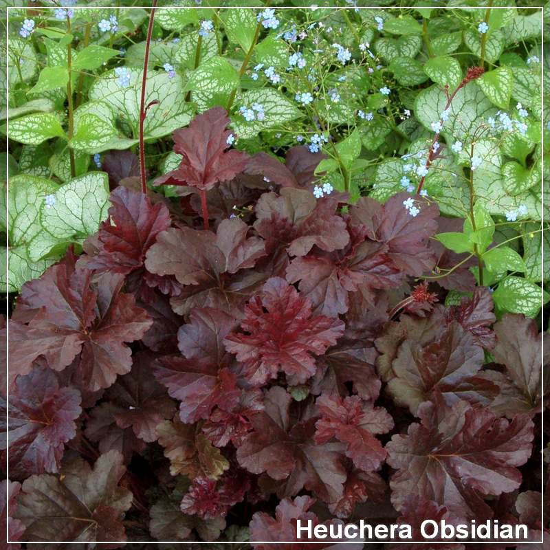 Heuchera Obsidian