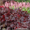 Heuchera Obsidian