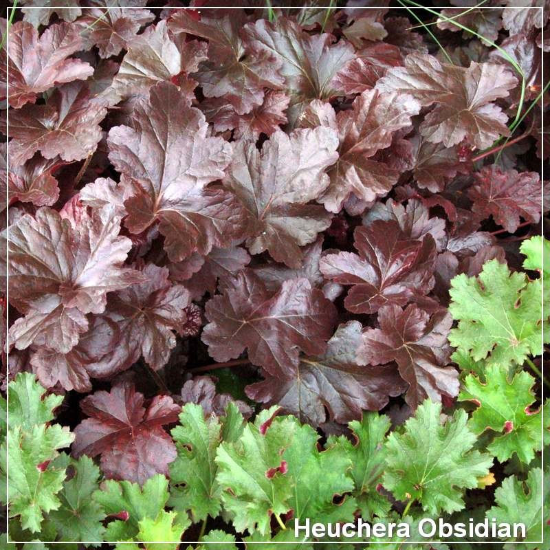 Heuchera Obsidian