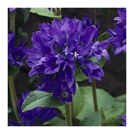 Campanula glomerata 'Superba'
