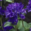 Campanula glomerata 'Superba'