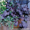 Heuchera Chocolate Veil