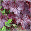 Heuchera Chocolate Veil