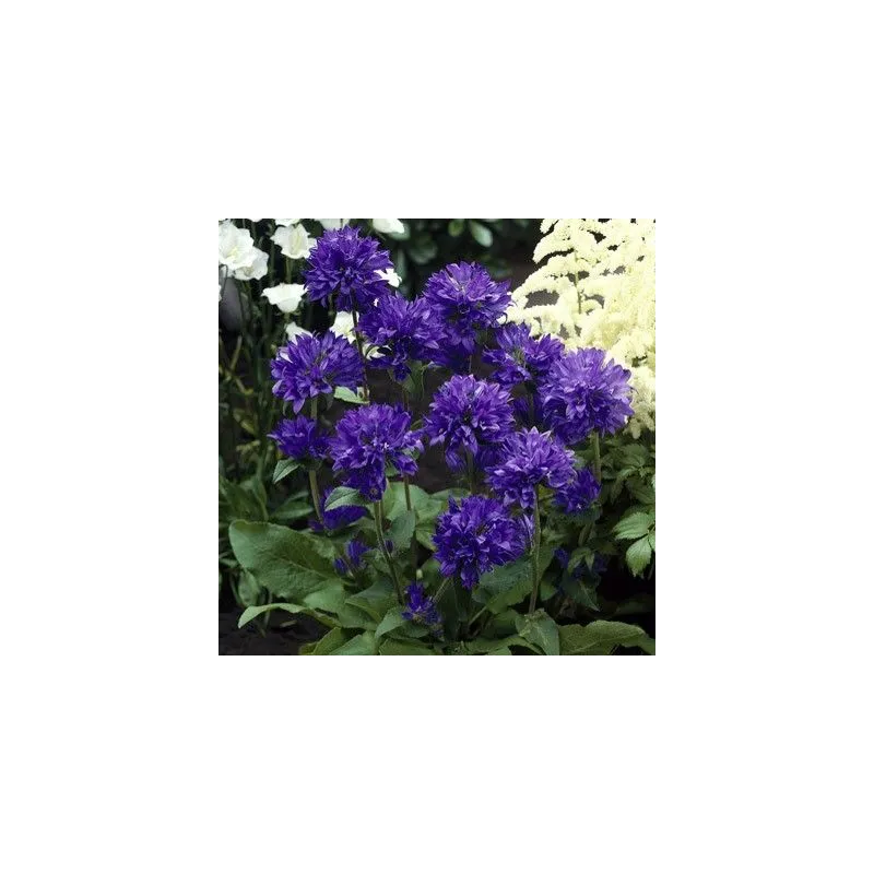 Campanula glomerata 'Superba'