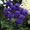 Campanula glomerata 'Superba'