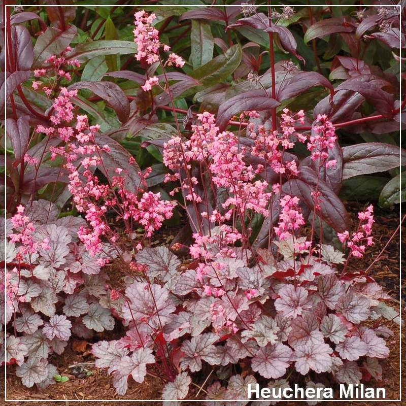 Heuchera Milan