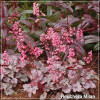 Heuchera Milan