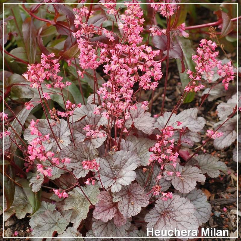 Heuchera Milan