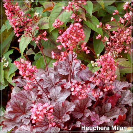 Heuchera Milan