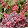 Heuchera Milan