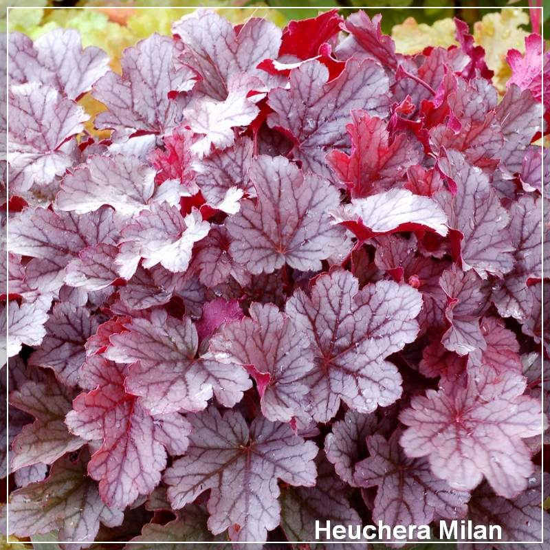 Heuchera Milan