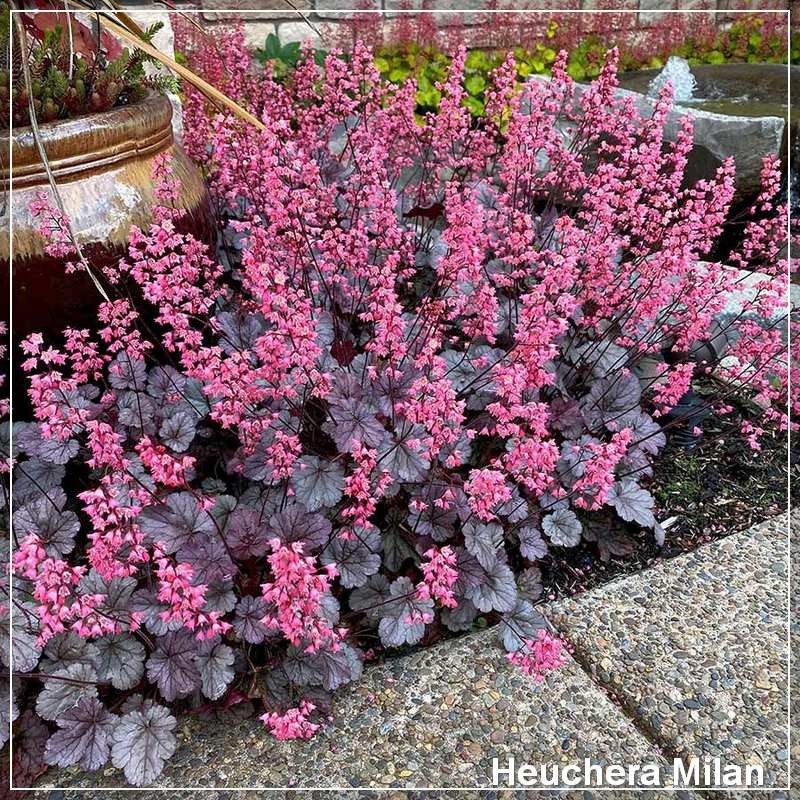 Heuchera Milan