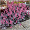 Heuchera Milan