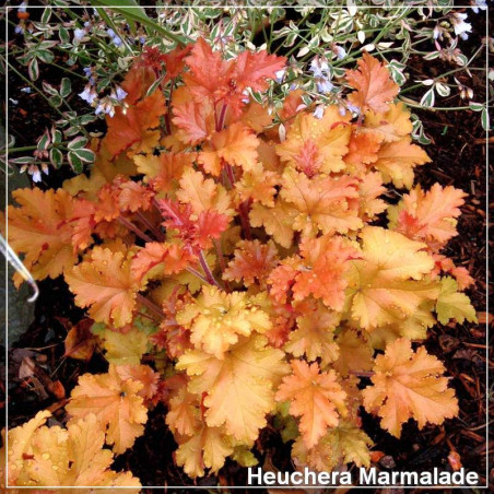 Heuchera Marmalade