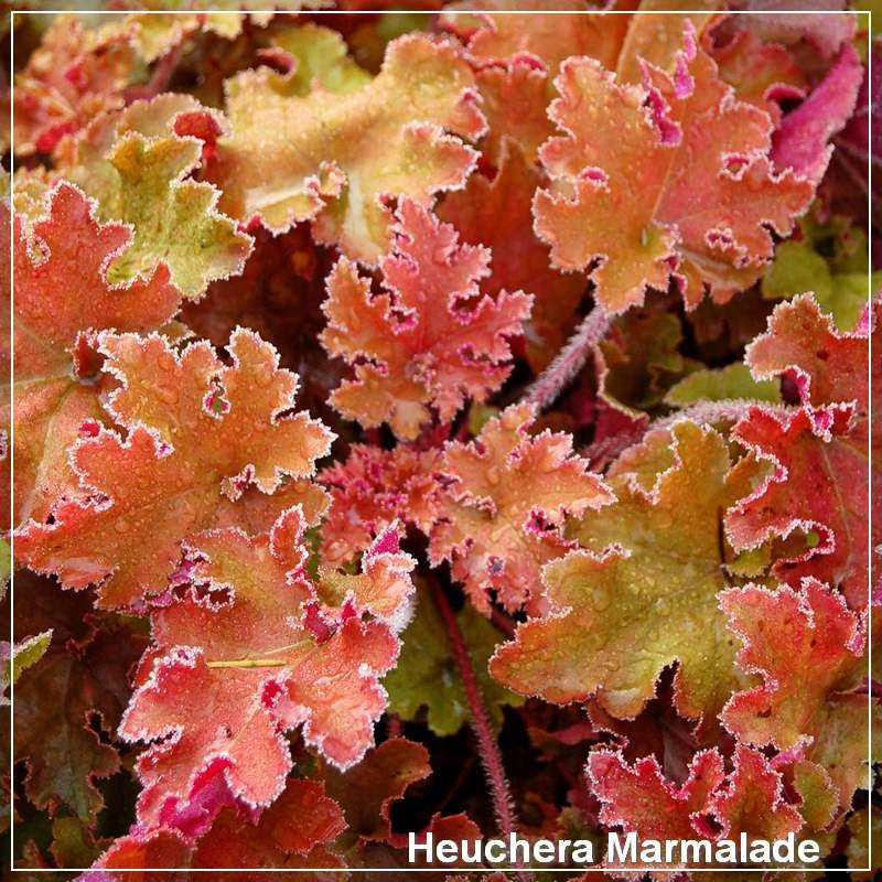 Heuchera Marmalade