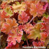 Heuchera Marmalade