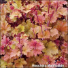 Heuchera Marmalade